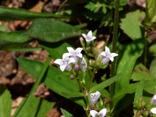 {Houstonia longifolia var. compacta}